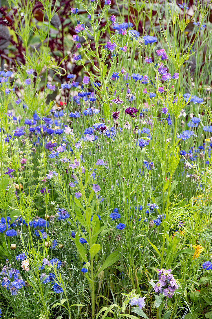 Kornblumen und Gemeine Ochsenzunge (Anchusa officinalis), Bienenweide in der Wiese