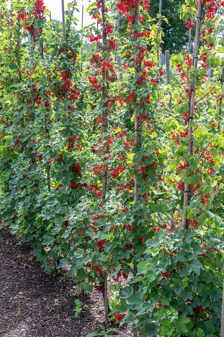 Red currants 'Jonker van Tets', grown as a trellis