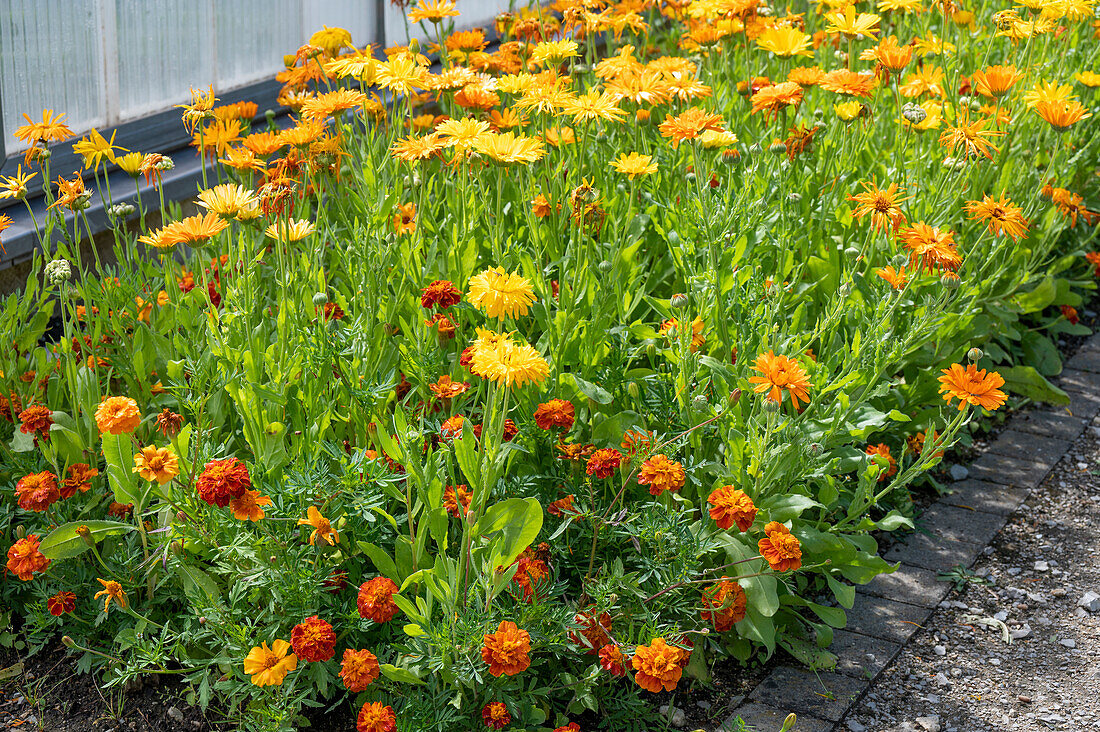 Marigolds and Student Flower (Calendula, Tagetes) in the bed with green manuring