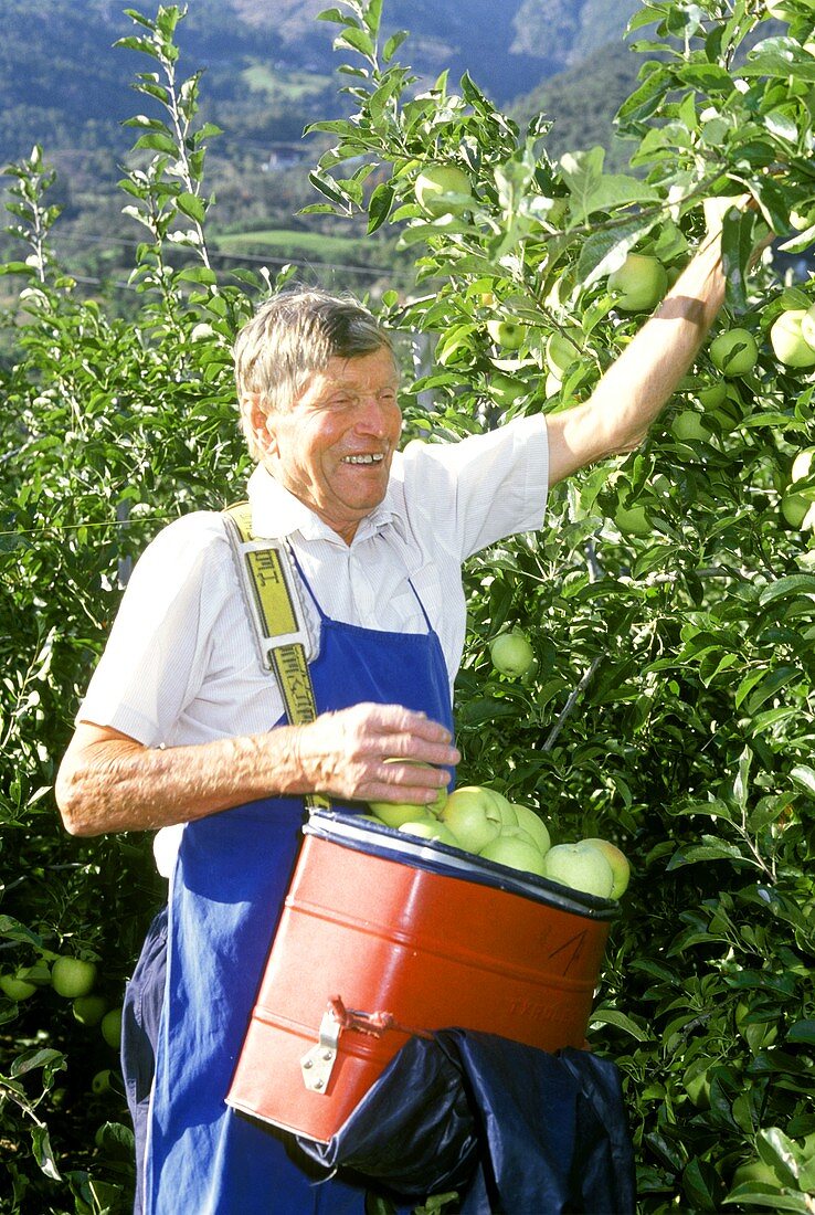 Mann bei der Apfelernte (Äpfelklauber) mit frischen Äpfeln