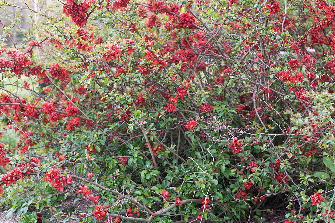 Chinese quince (Chaenomeles speciosa), flowering shrub