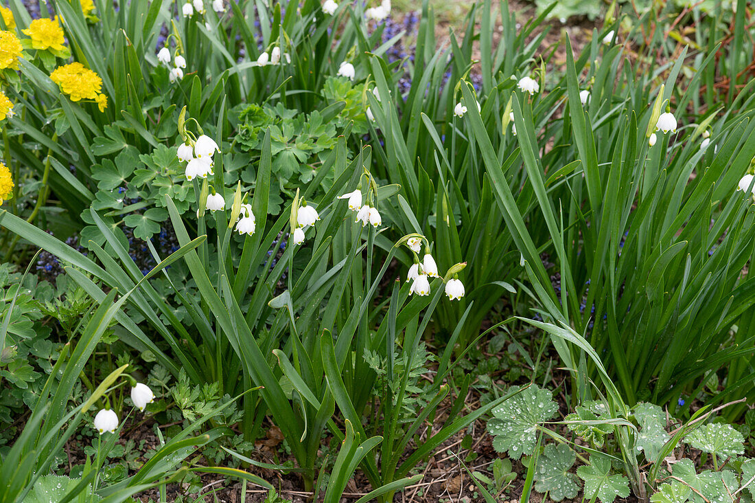Marzenbecher, (Leucojum vernum), spring knotflower