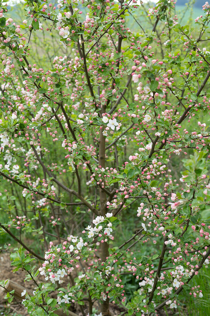 Flowering ornamental apple 'Wintergold' (Malus)