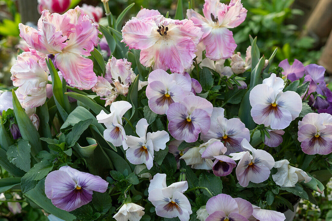 Parrot tulip (Tulipa) and pansy (Viola wittrockiana)