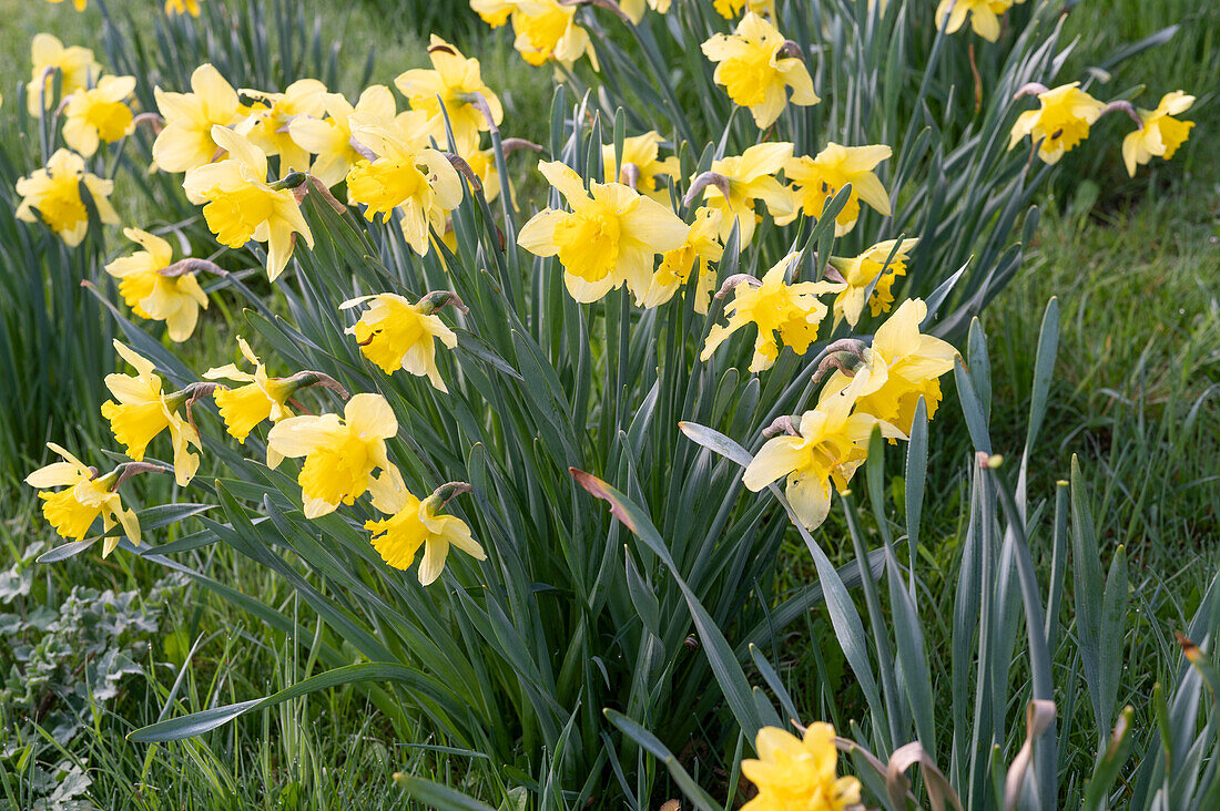 Flowering daffodils in the garden (Narcissus)