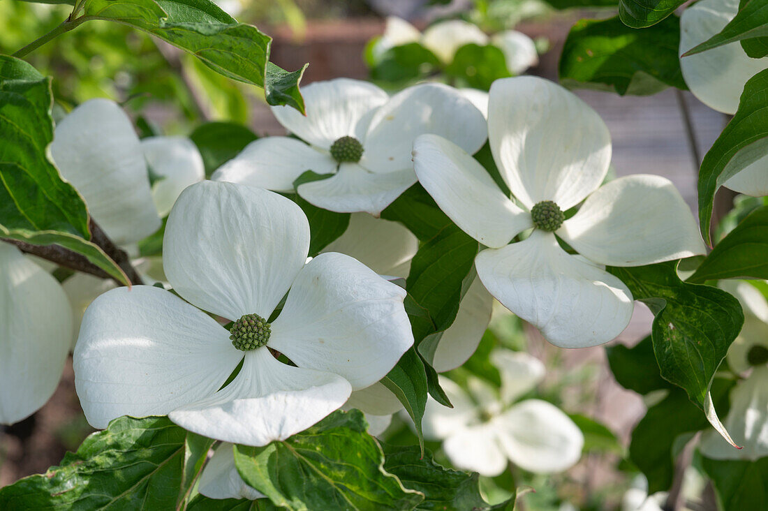 Blühender Blumenhartriegel (Cornus cousa, Venus), Detail