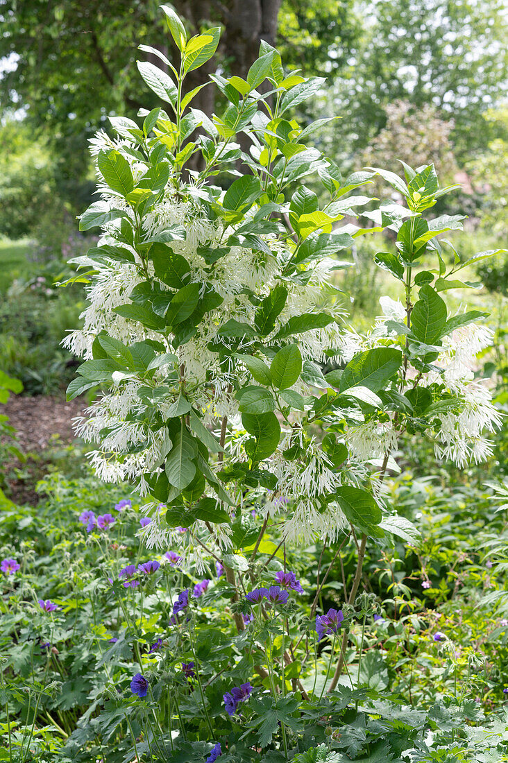 White Fringetree (Chionanthus virginicus), poison ash in the garden