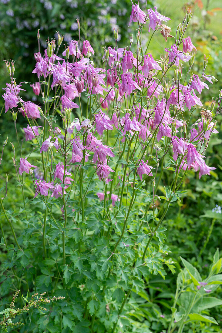 Flowering columbine in the garden (Aquilegia vulgaris)