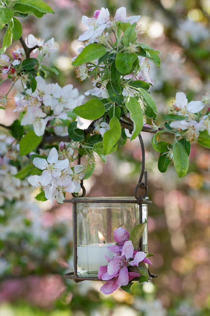 Lantern hanging from branch of flowering apple tree (Malus)