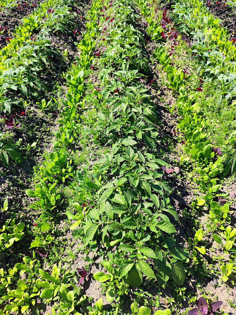 Potato Field