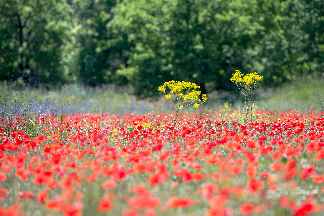 Feld mit Mohnblüten