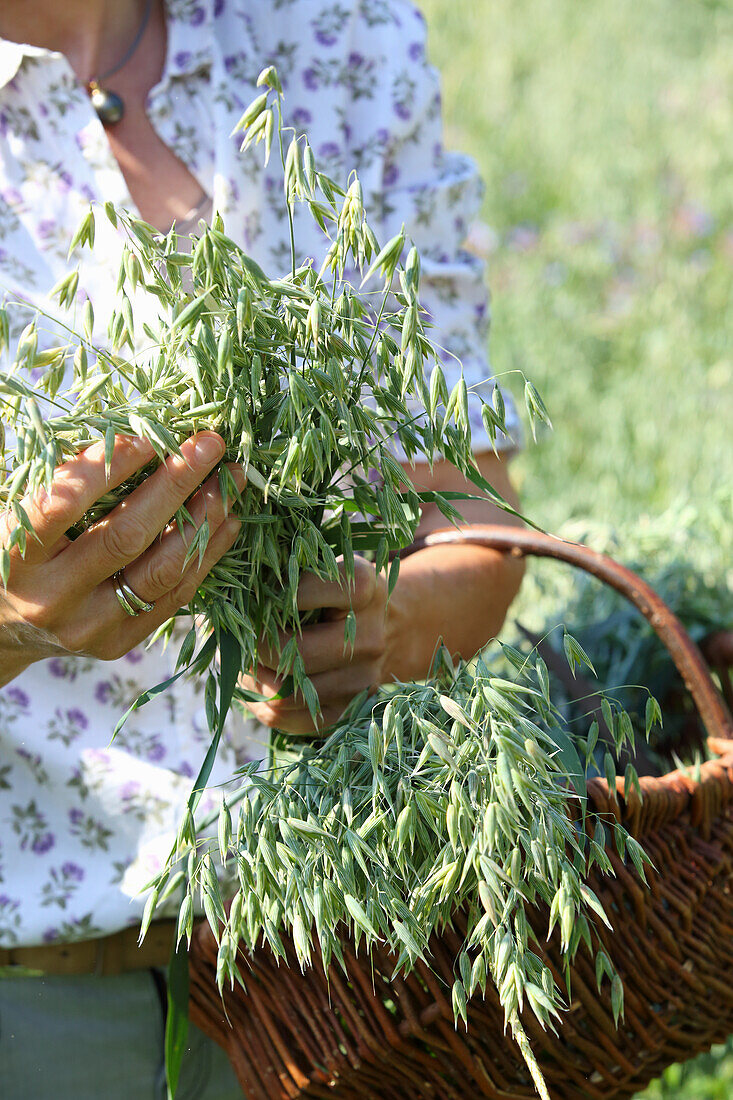 Woman harvesting oats