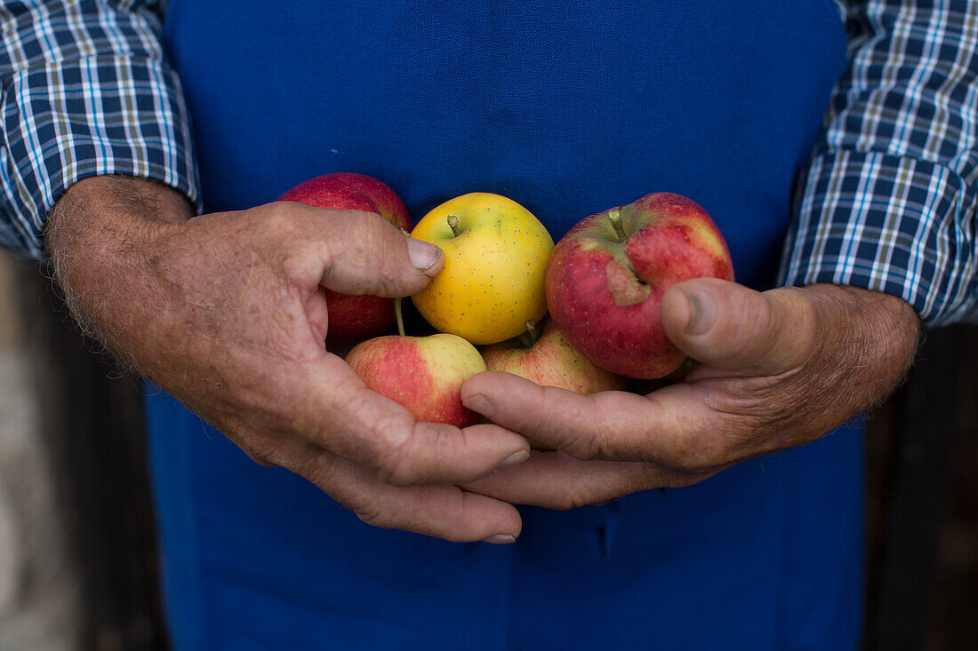 Männerhände halten frische Äpfel