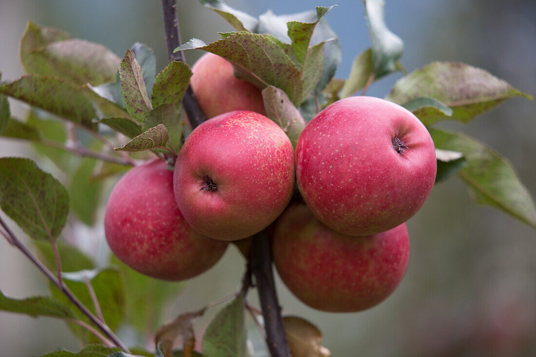 Rote Äpfel am Baum