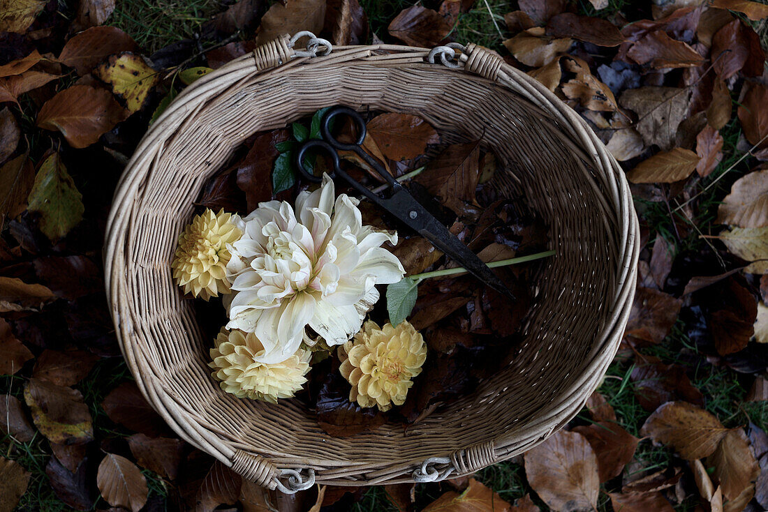 Basket with dahlia blossoms and scissors (Dahlia)