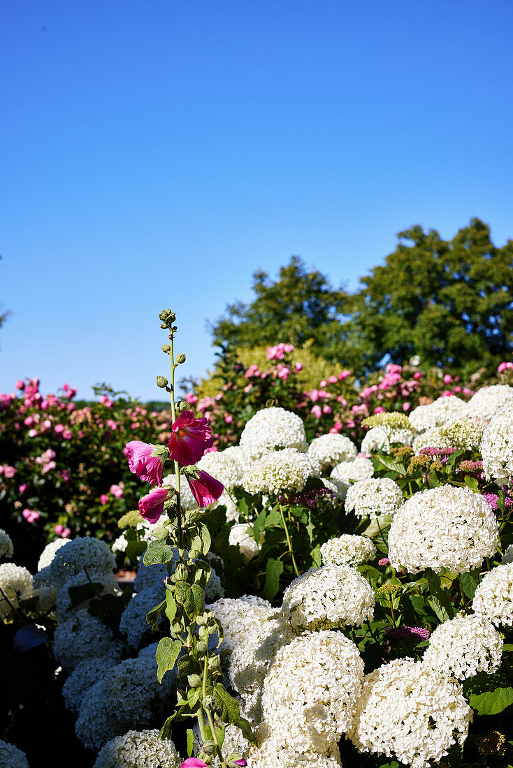 Weiß blühende Hortensien in sonnigem Garten