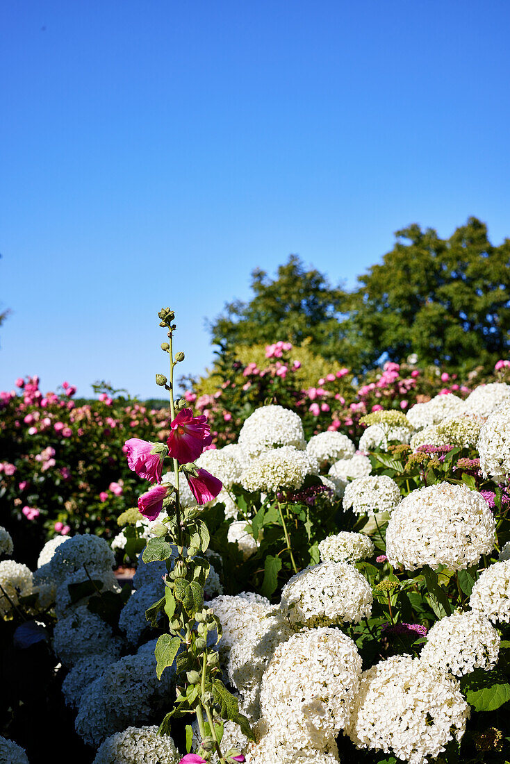 White flowering hydrangeas in a sunny garden