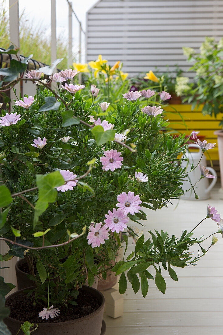 Flowering Pallenis maritima (Asteriscus maritimus) on the terrace