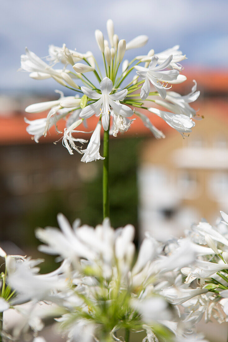 Blühende Schmucklilie (Agapanthus)