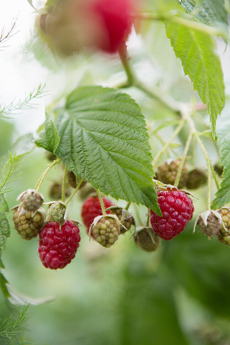 Reife und unreife Himbeeren (Rubus idaeus) an einem Strauch im Garten im Sommer