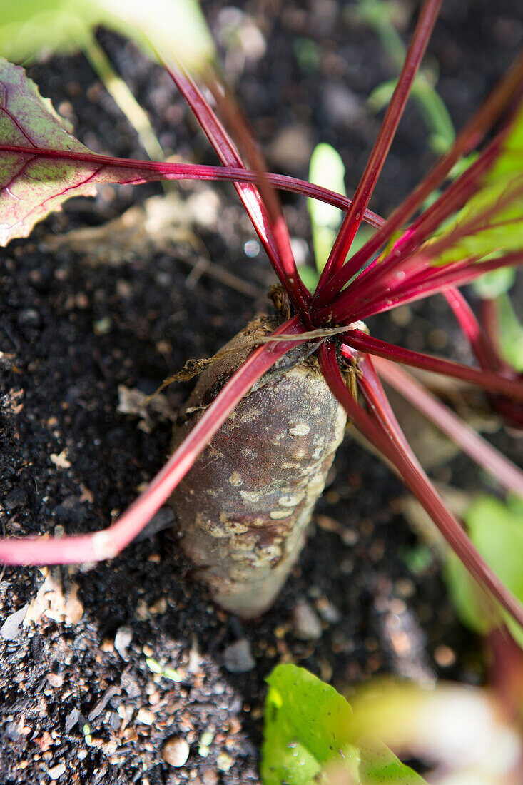 Rote Bete (Beta vulgaris) im Gemüsebeet kurz vor der Ernte