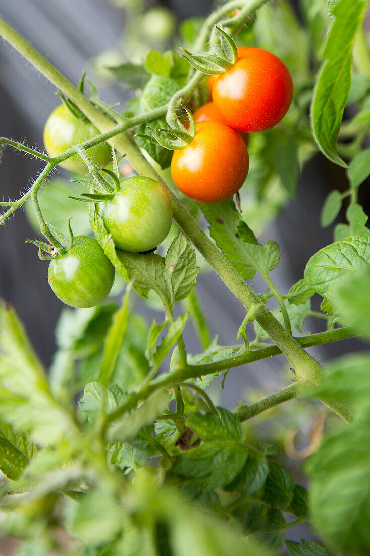 Tomatoes (Solanum lycopersicum) on the plant tendril in the garden