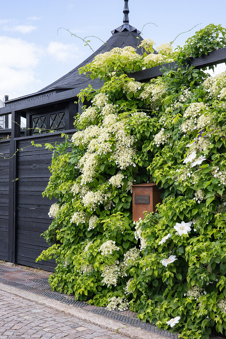 Außenseite der Terrasse mit Kletterhortensie