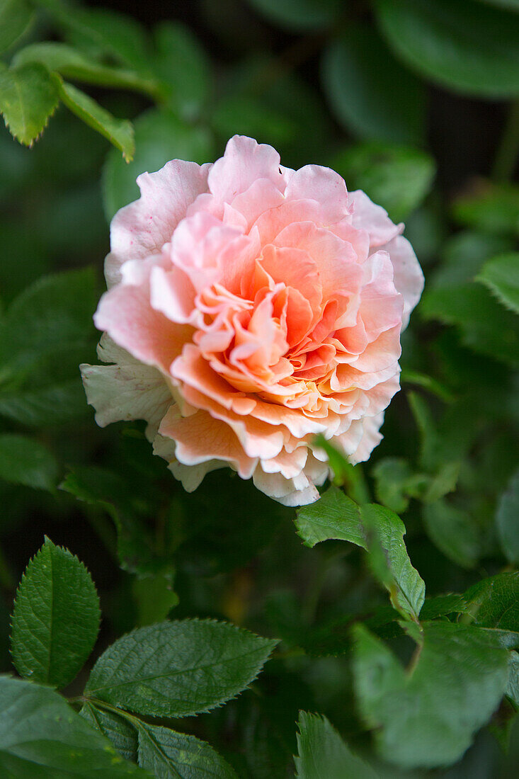 Salmon-pink rose