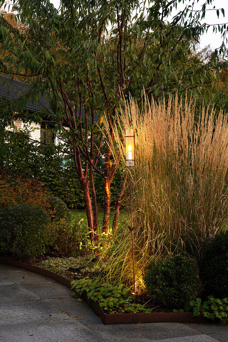 Illuminated cherry tree and riding grass in the garden