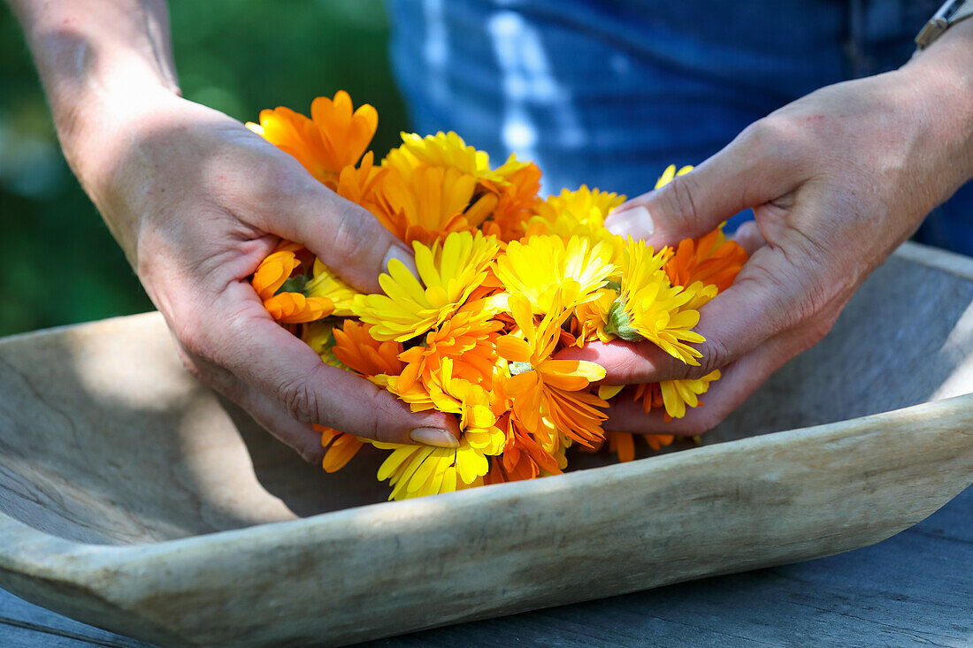 Geerntete Ringelblumen in Holzschüssel