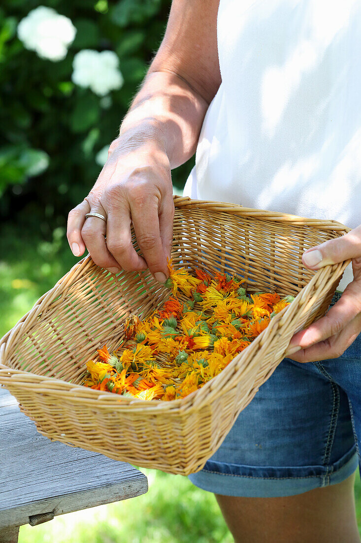 Dried marigold blossoms in a basket