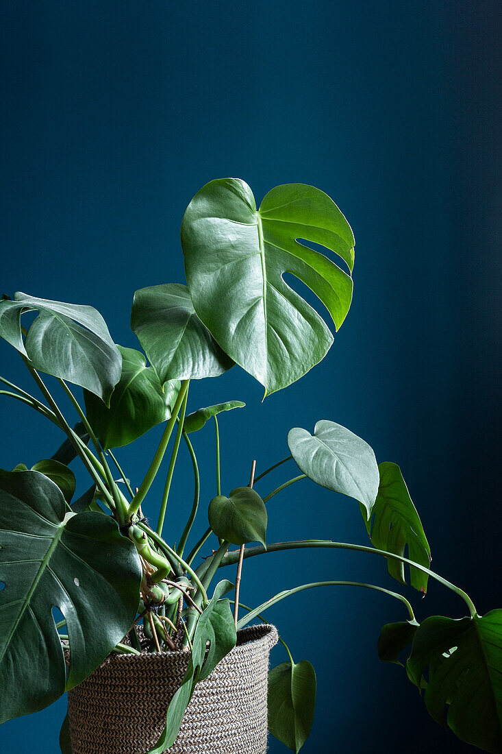 Monstera against blue wall