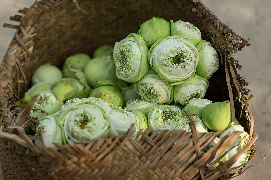 Lotusblumen in einem Korb (Kambodscha)