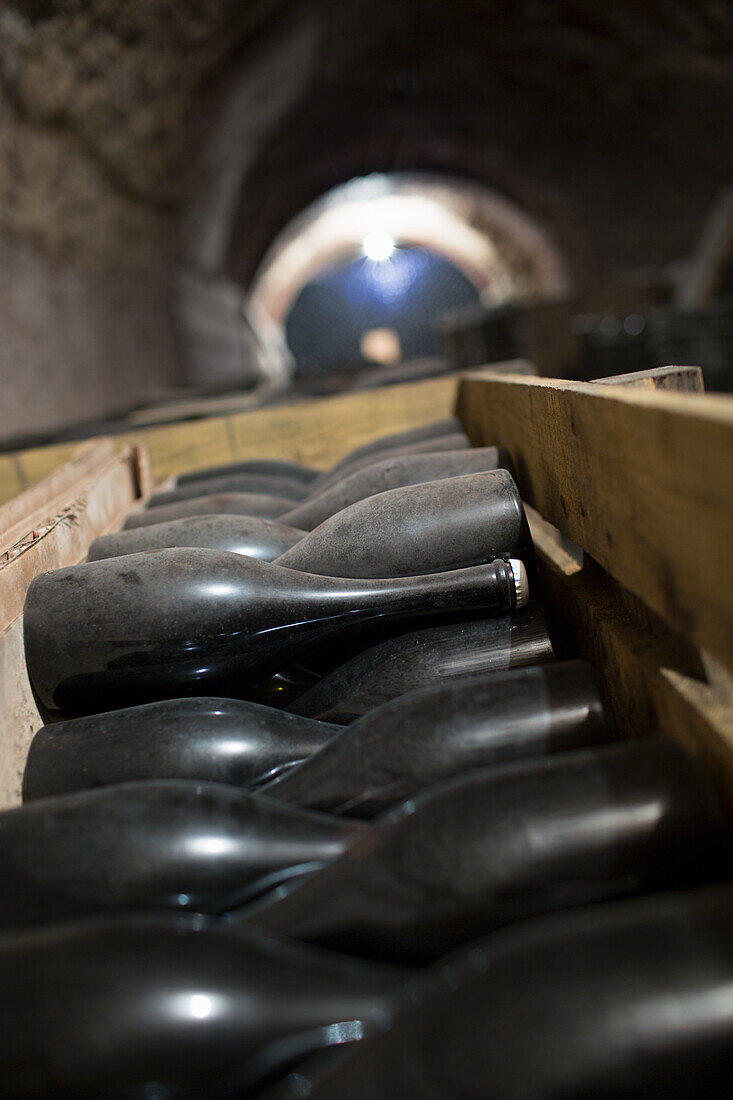 Champagne bottles in the cellar