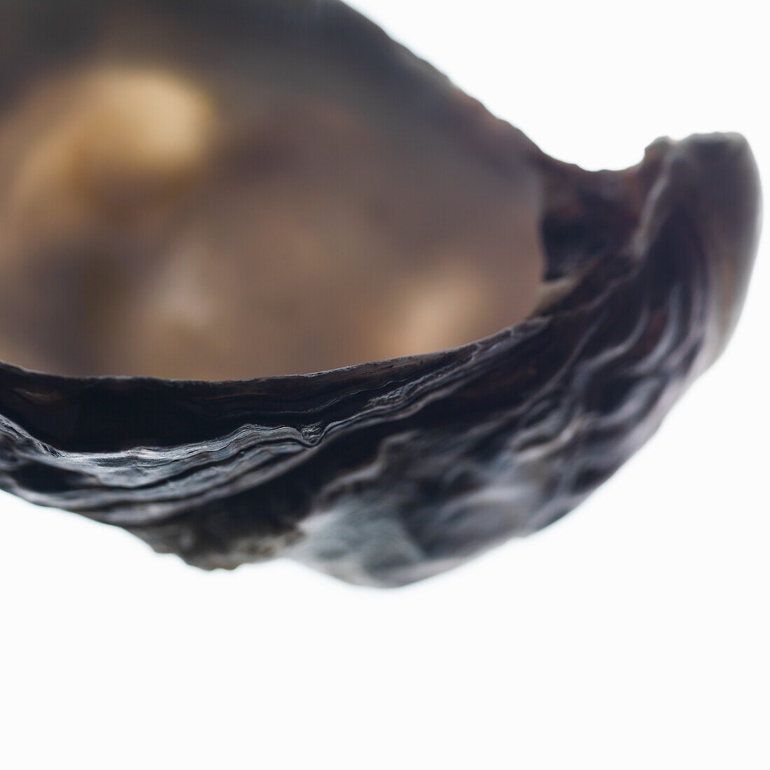 Oyster (Close Up)