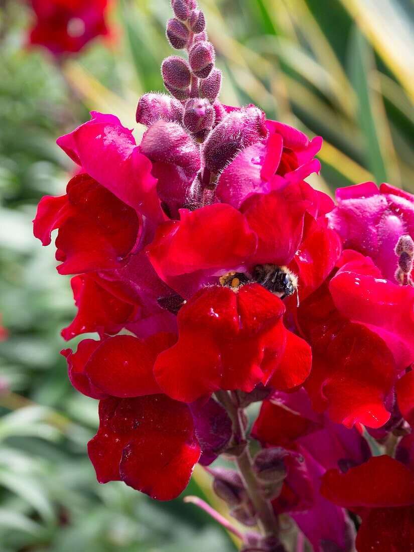 Snapdragon (Antirrhinum majus)