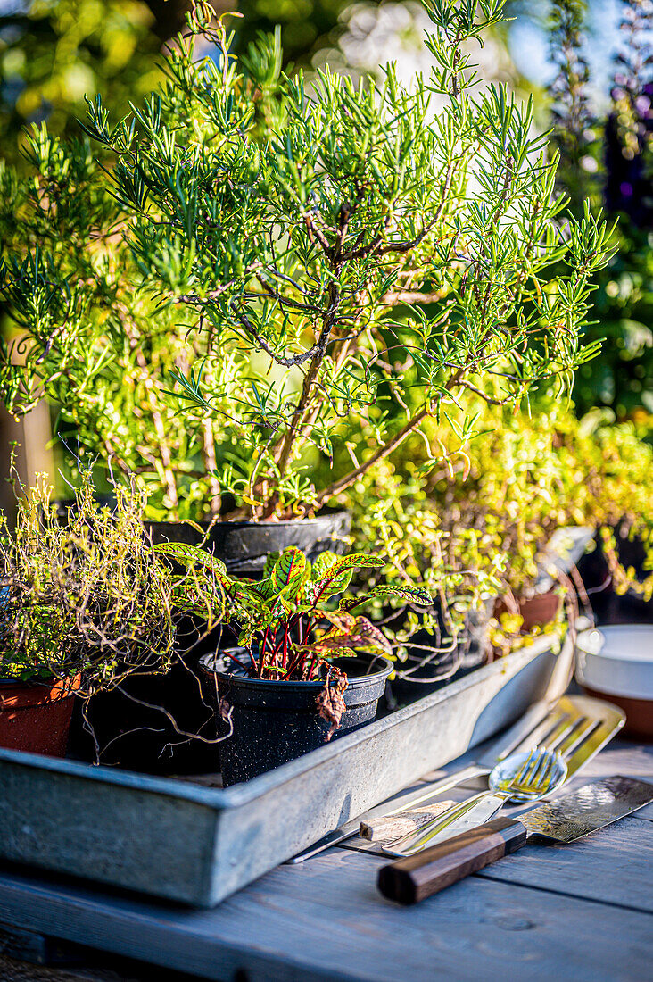 Herb pots in zinc trays