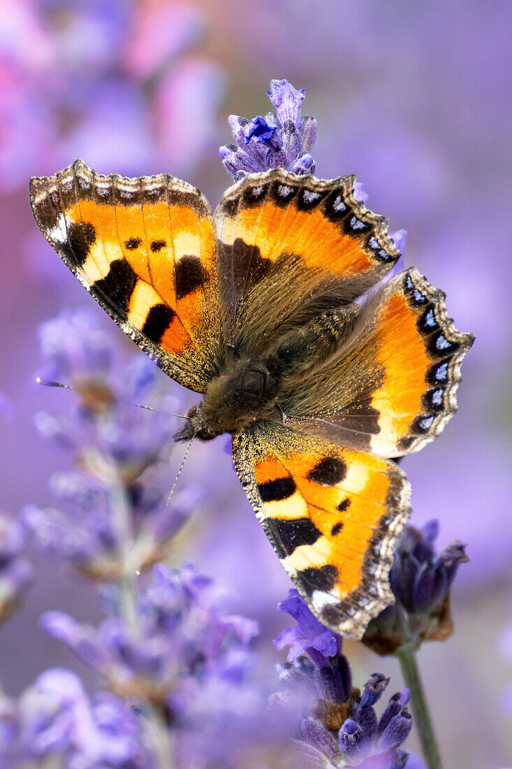 Distelfalter im Lavendel, Schmetterling