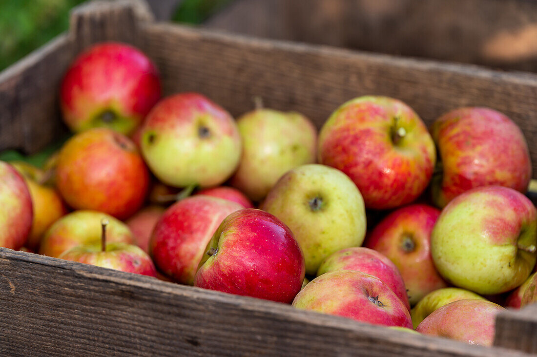 Äpfel in einer Obstkiste aus Holz
