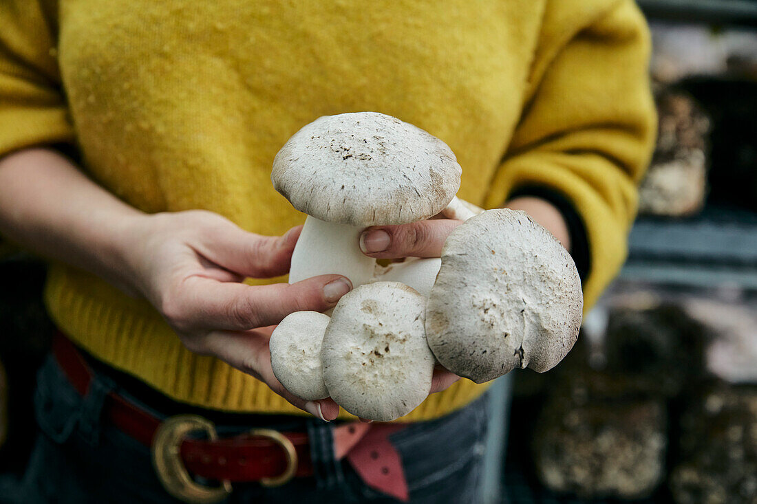 Woman holding cultivated edible fungus (King Oyster Mushroom also known as King Trumpet Mushroom, Pleurotus eryngii, ) at fungi farm.