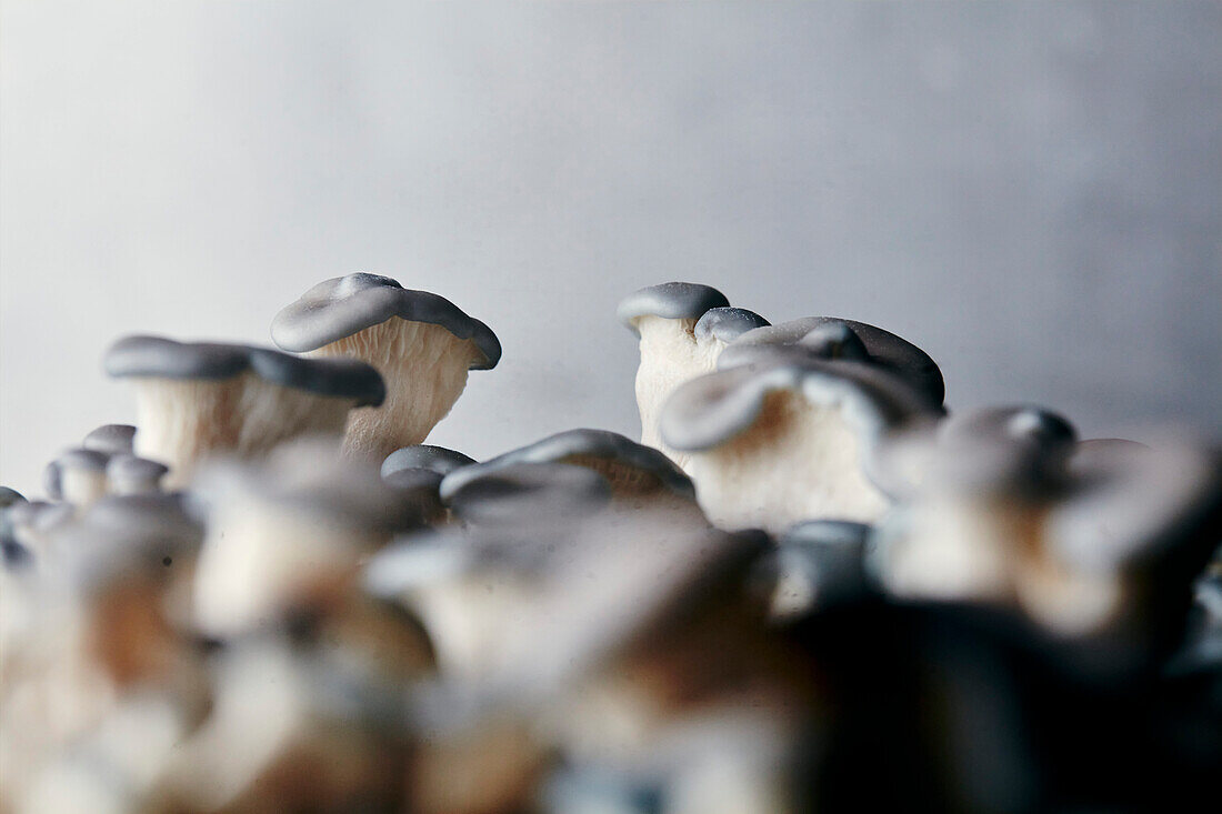 Kultivierte blaue Austernpilze (wachsen in Pilzfarmen)