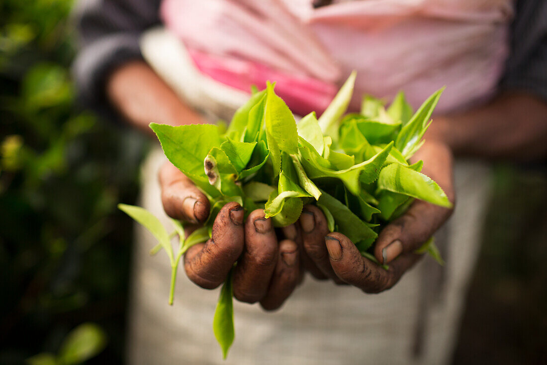 Hände halten frisch gepflückte Teeblätter (Sri Lanka)