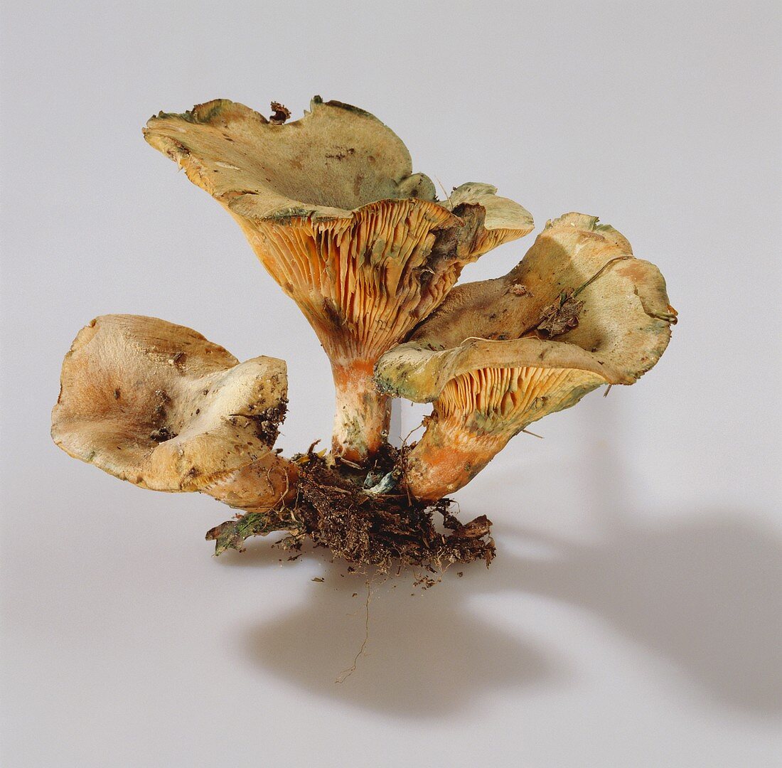 Mushrooms: three False Chanterelles with roots