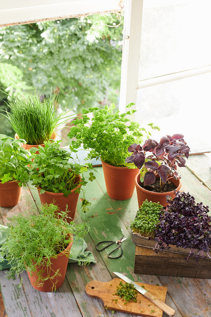 Herb still life