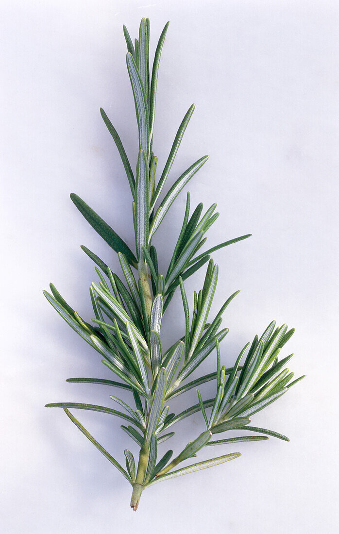 A sprig of rosemary on a light background