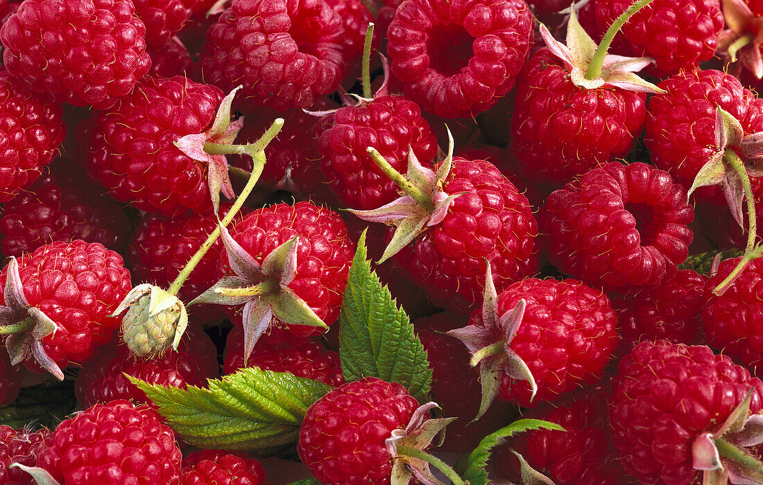 Raspberries (full picture)