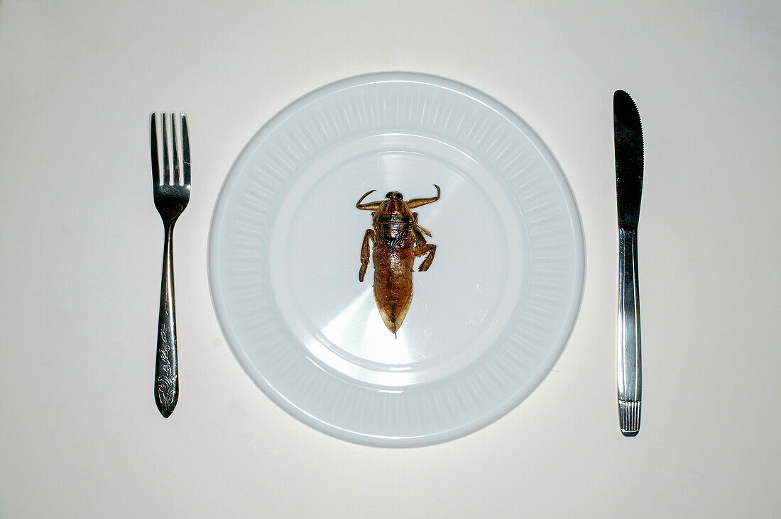 Insekt auf Teller daneben Besteck