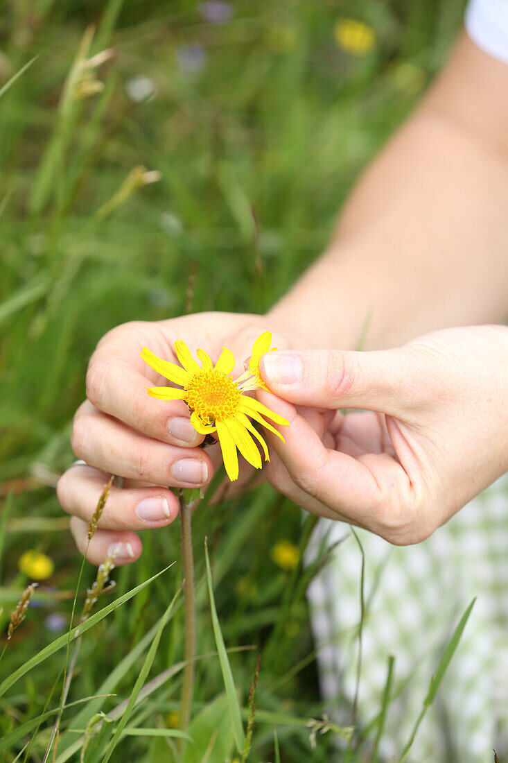 Woman plucking off petals of wild arnica