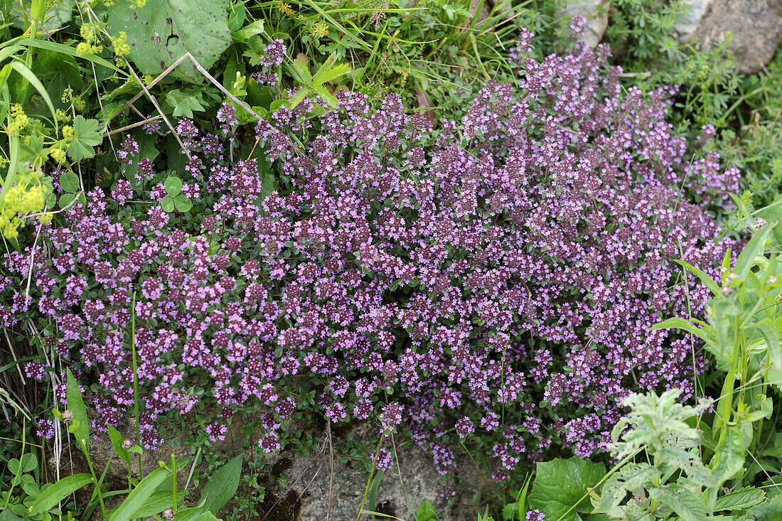 Flowering thyme