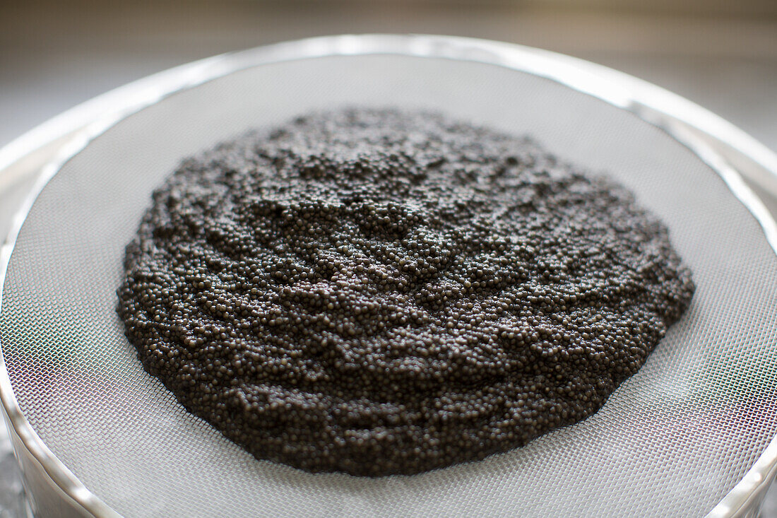 Kaviarernte - frischen Kaviar durch ein Sieb reiben